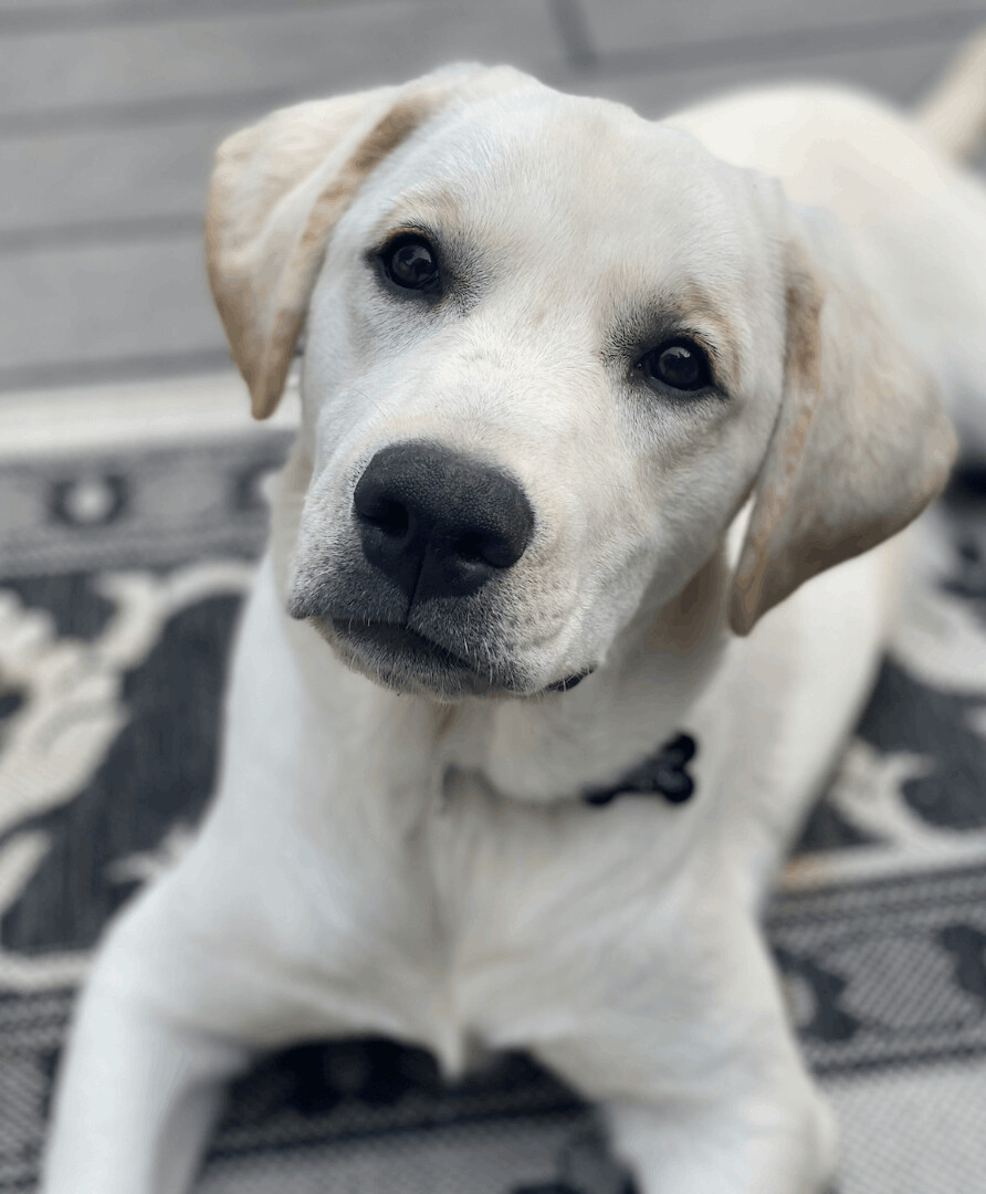 Kyle, a Adopted mixed breed in Berkeley Heights, NJ image 3/7