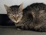 Biscuit, Adoptable, Adult Female Domestic Short Hair.