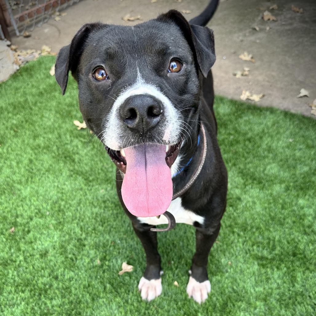 Luca, a Adoptable mixed breed in Ardmore, OK image 1/2