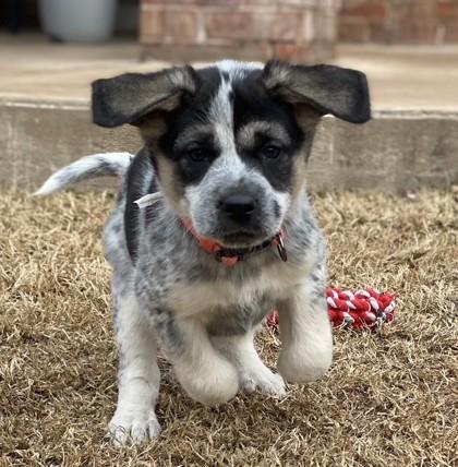 Ariana 50944, ADOPTABLE, Puppy Female Mixed Breed.