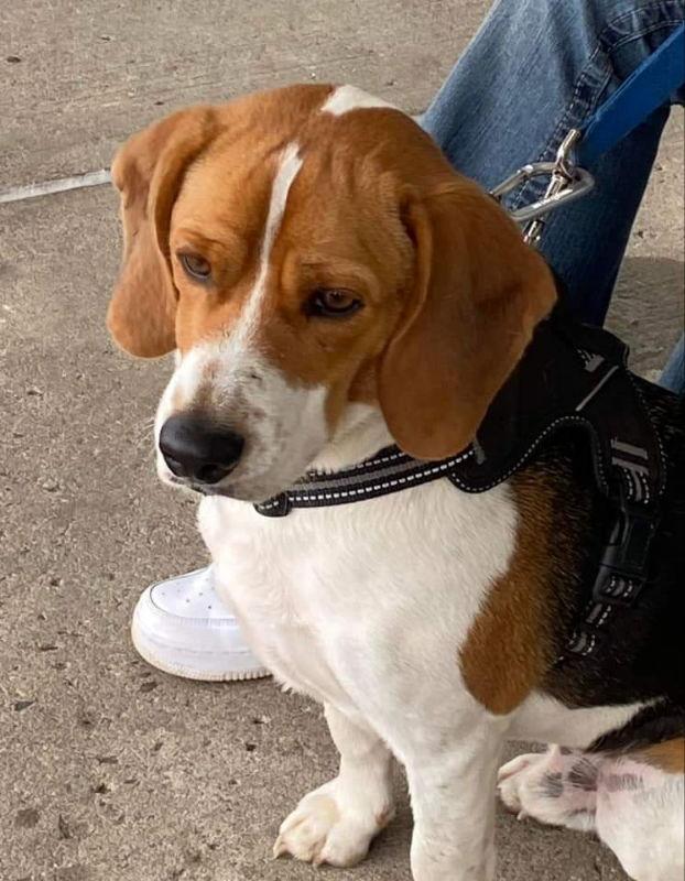 Boomer *Currently Unavailable*, Adoptable, Young Male Beagle.