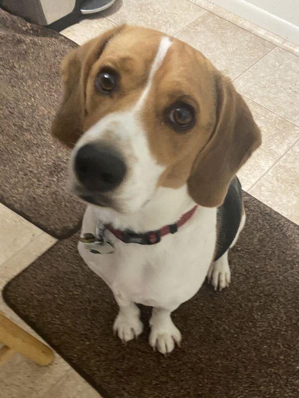 Enlarge Boomer *Currently Unavailable*, a Adoptable Beagle in Fairfax, VA image 2/3