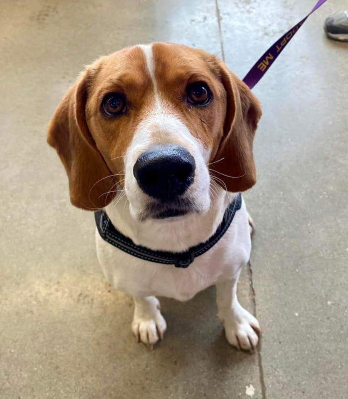Enlarge Boomer *Currently Unavailable*, a Adoptable Beagle in Fairfax, VA image 3/3
