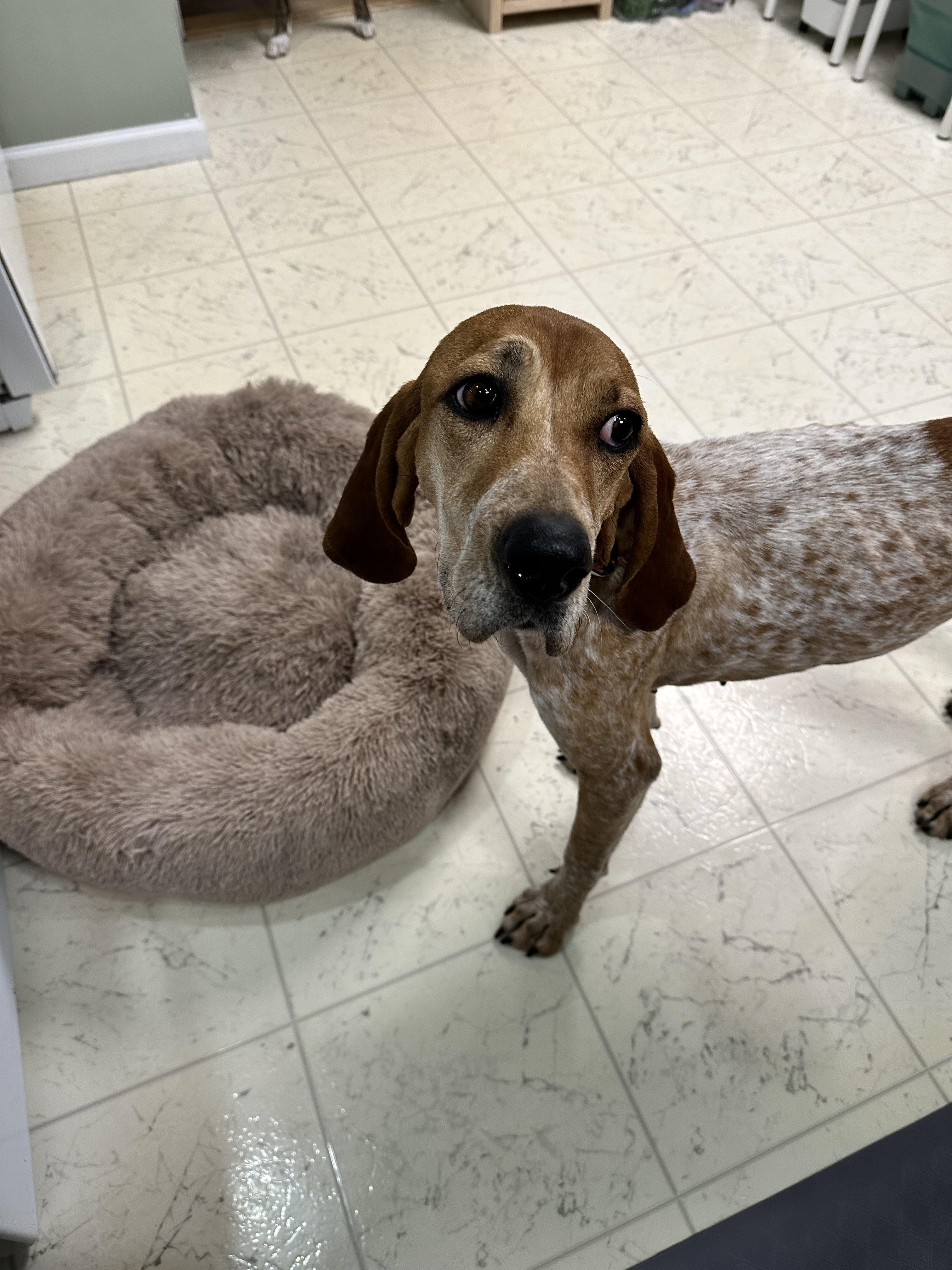 Enlarge Tina , a ADOPTABLE mixed breed in Succasunna, NJ image 2/3