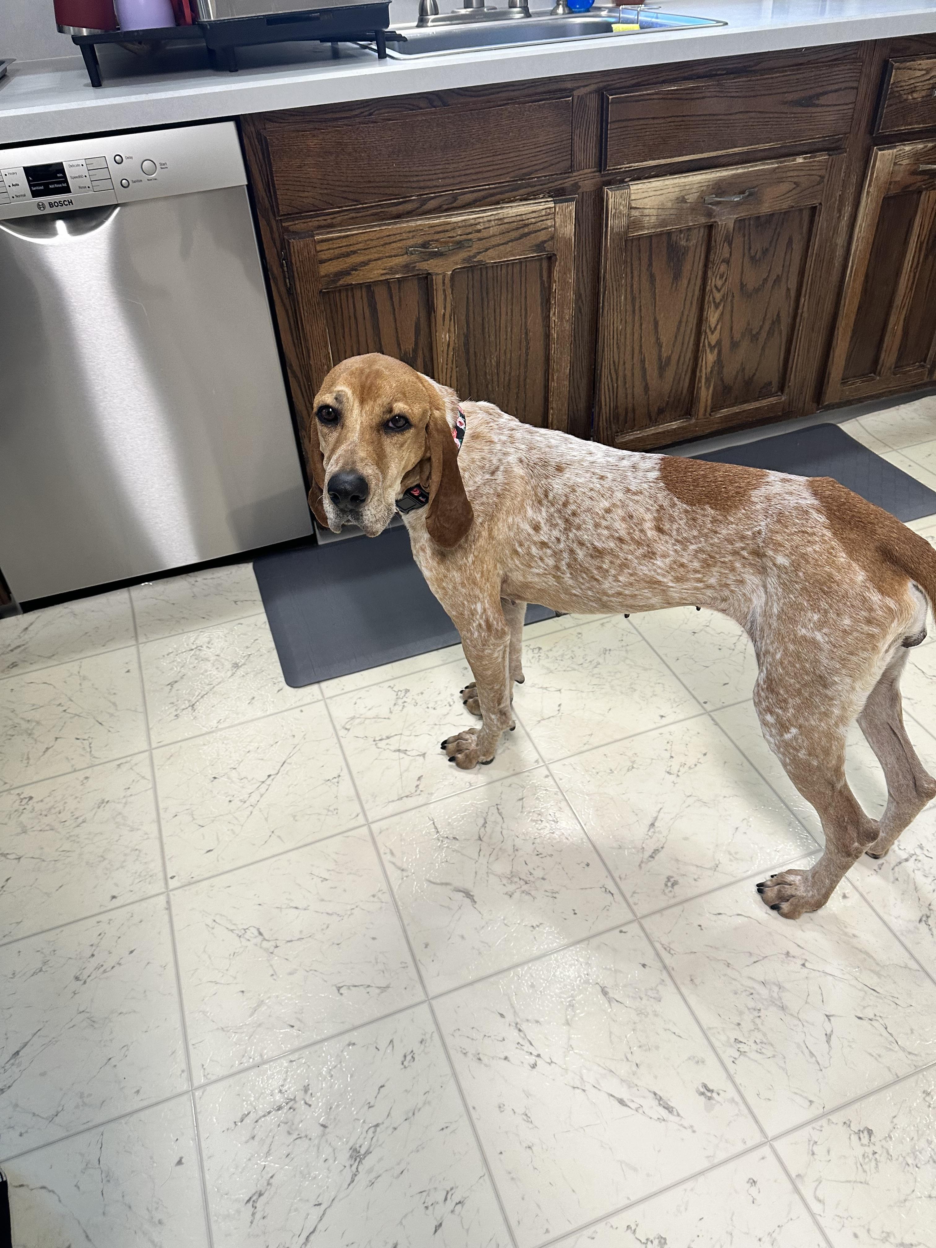 Enlarge Tina , a ADOPTABLE mixed breed in Succasunna, NJ image 3/3