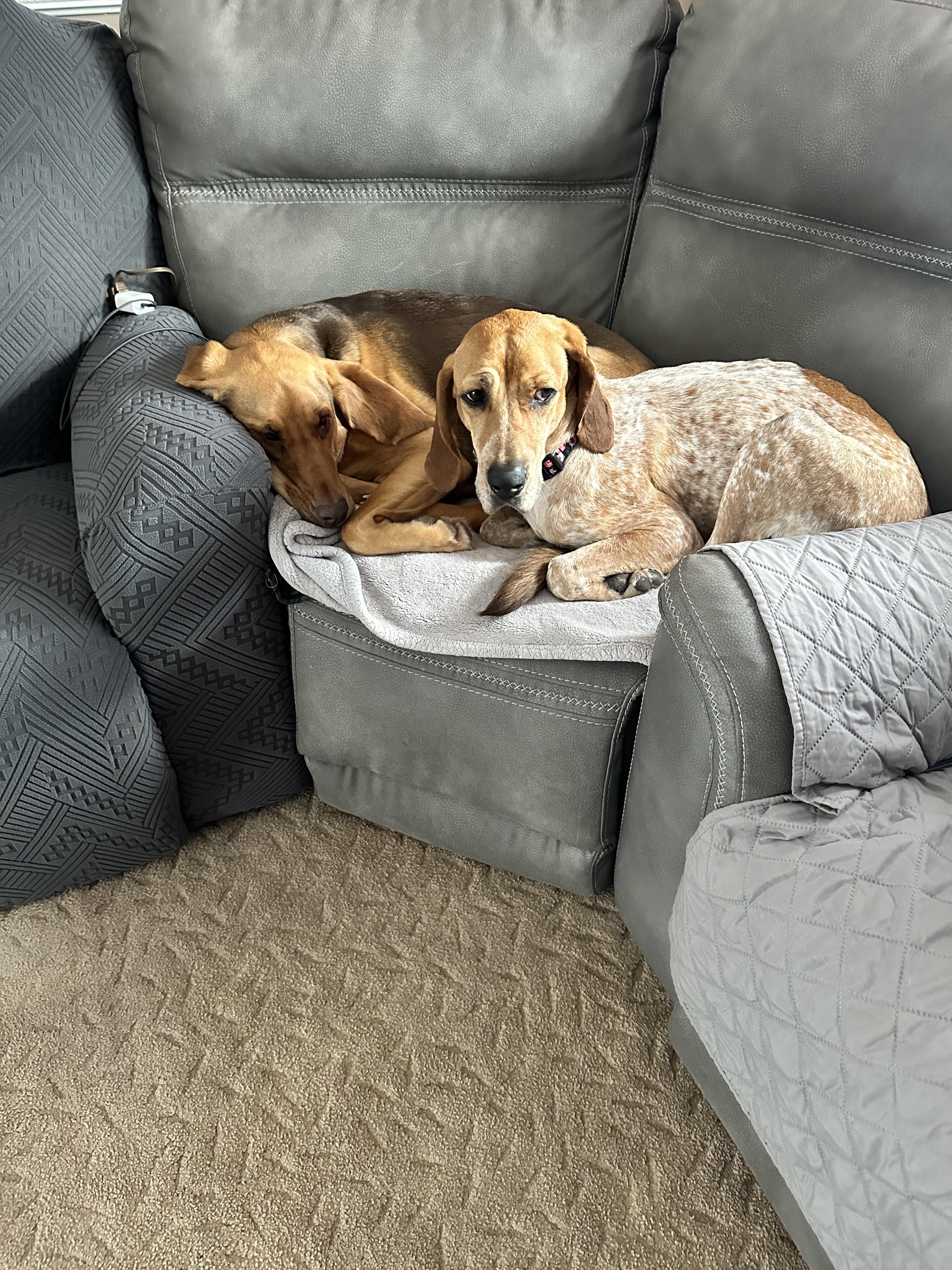 Enlarge Tina , a ADOPTABLE mixed breed in Succasunna, NJ image 1/3