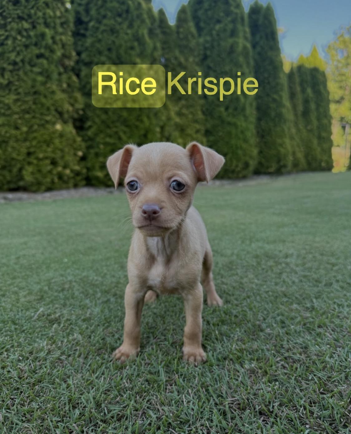 Enlarge Rice Krispie, a Adopted mixed breed in Kings Mountain, NC image 2/4