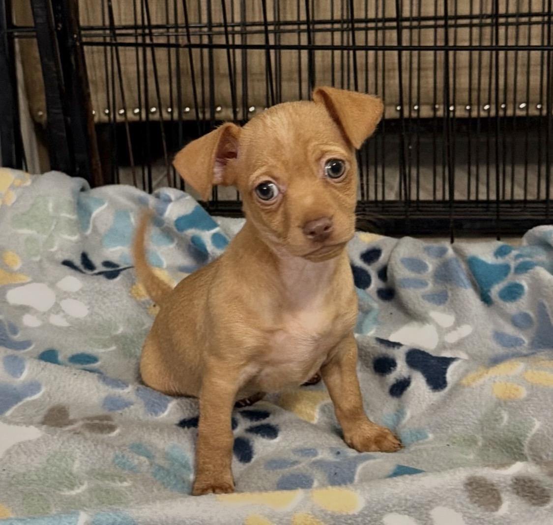 Rice Krispie, Adopted, Puppy Female Chihuahua & Pomeranian.