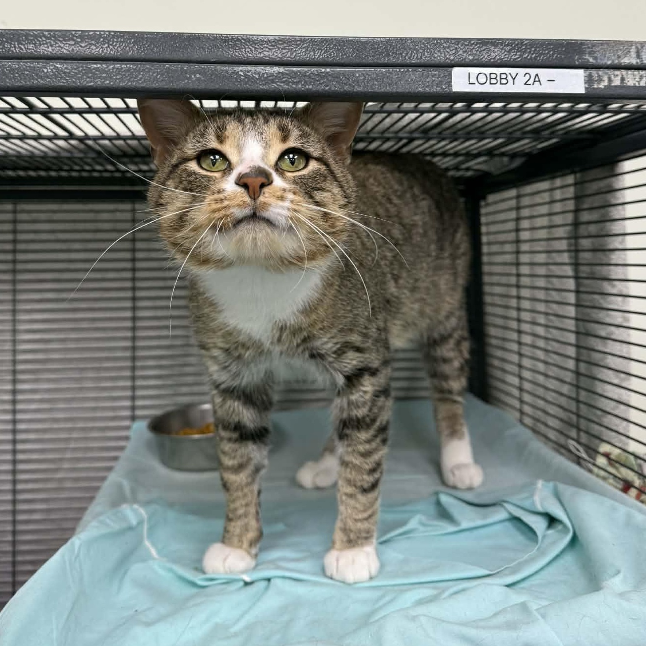 Enlarge Play-Doh, an adopted Domestic Short Hair in Martinsville, IN image 2/3