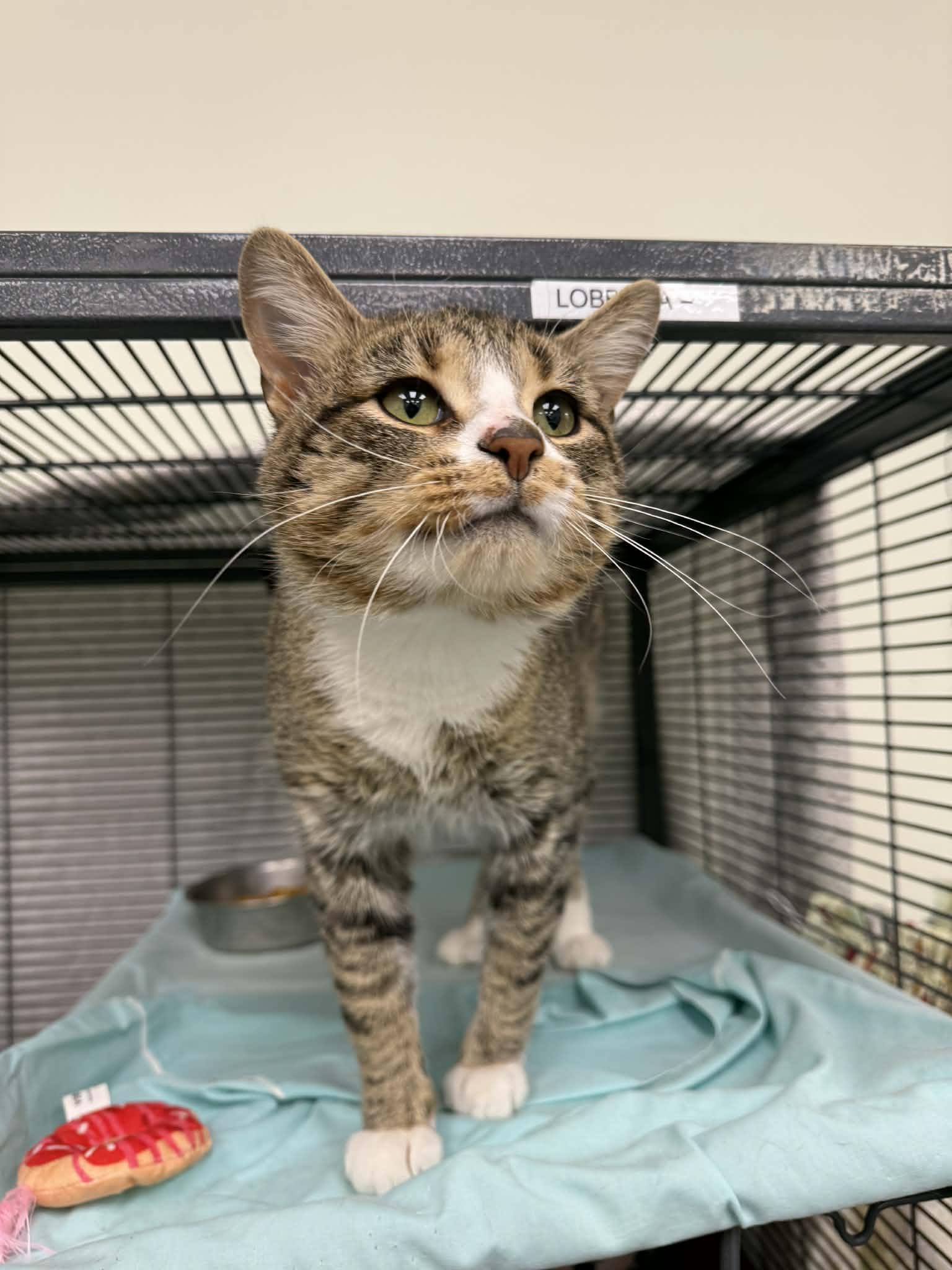 Enlarge Play-Doh, an adopted Domestic Short Hair in Martinsville, IN image 3/3