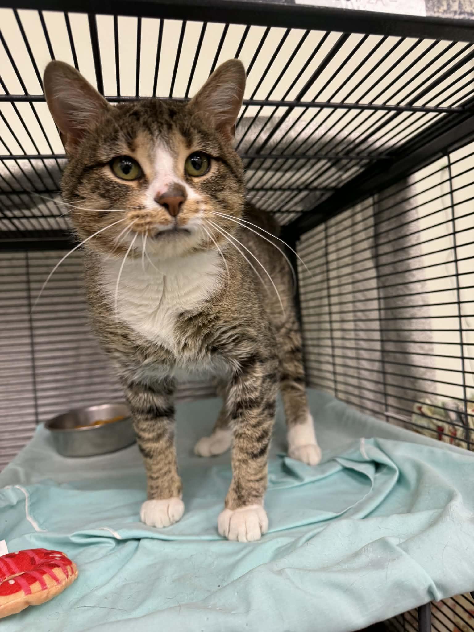 Enlarge Play-Doh, an adopted Domestic Short Hair in Martinsville, IN image 1/3