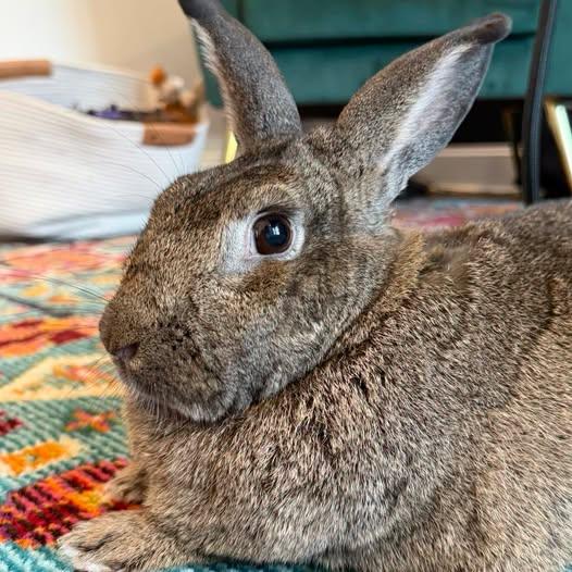 Enlarge Bunana, a Adoptable mixed breed in Huntsville, AL image 1/1