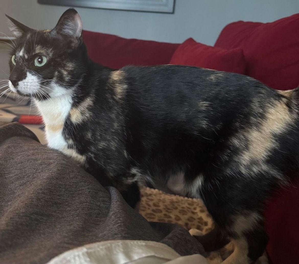 Pixie, Adopted, Adult Female Calico.