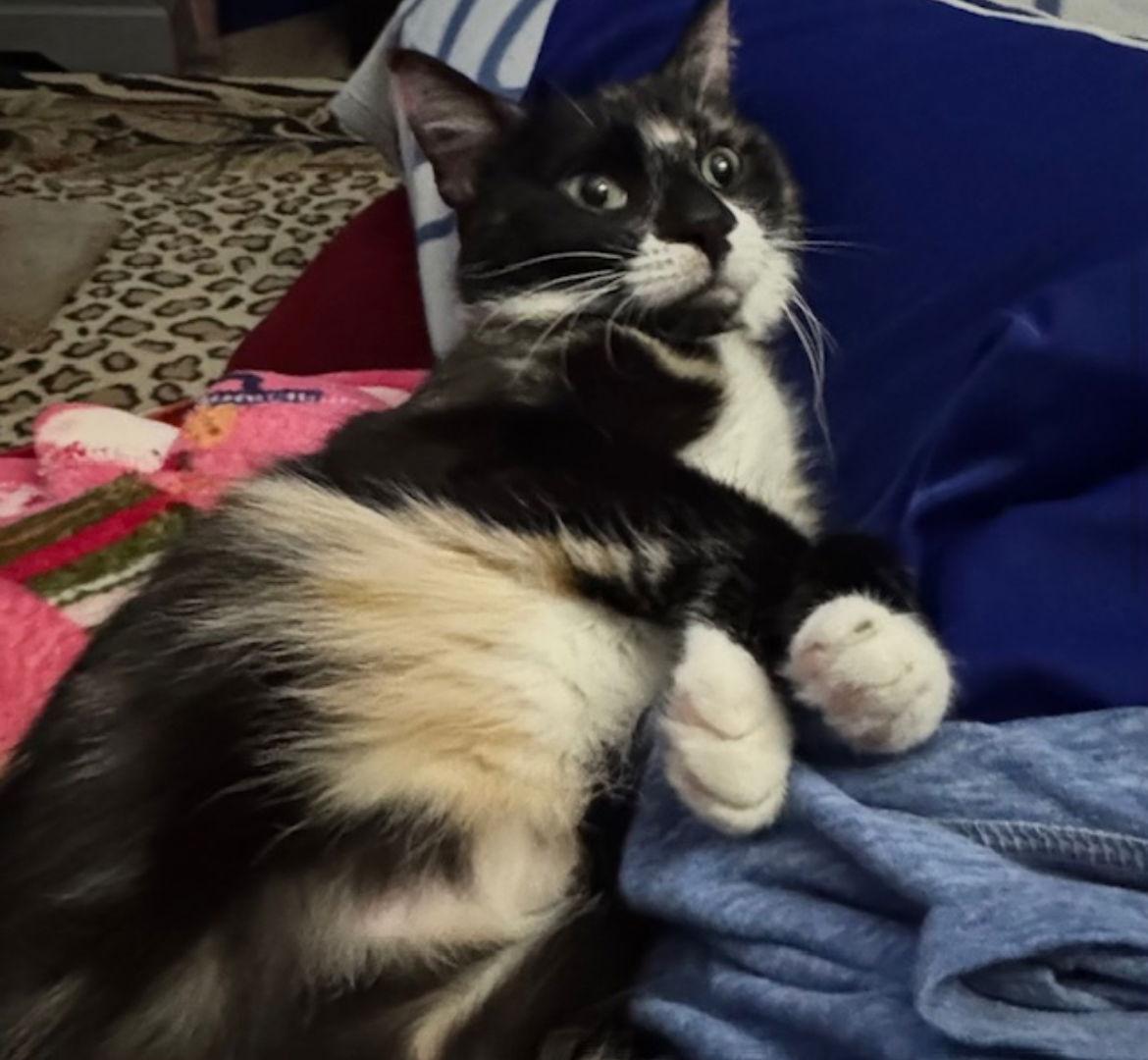 Enlarge Pixie, a Adopted Calico in O'Fallon, MO image 2/3