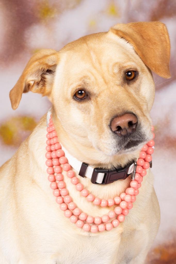 Thelma Dickinson, Adoptable, Adult Female Labrador Retriever & Shepherd.