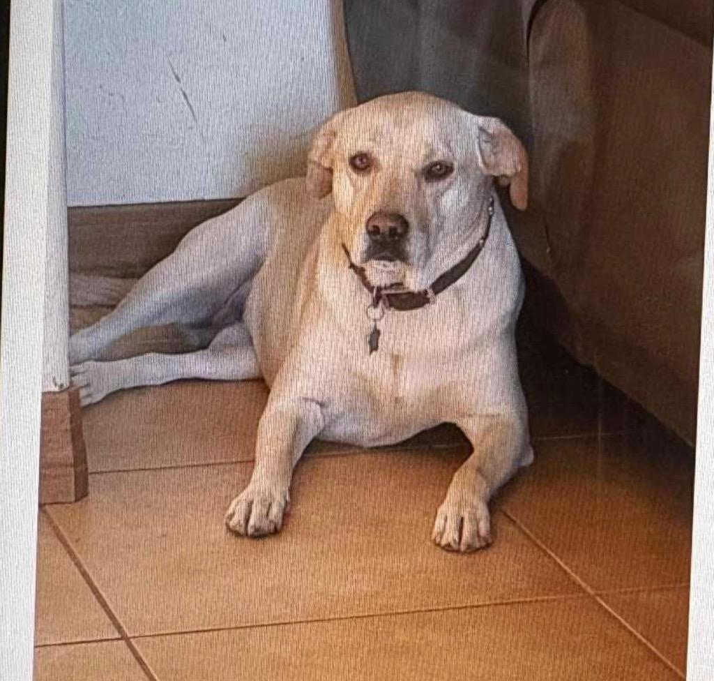 Enlarge Thelma Dickinson, a Adoptable mixed breed in Gilbert, AZ image 2/3