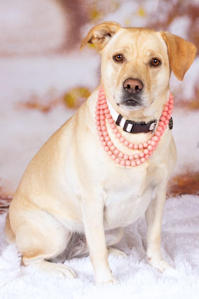 Enlarge Thelma Dickinson, a Adoptable mixed breed in Gilbert, AZ image 3/3