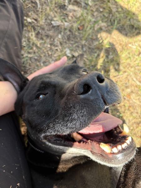 Enlarge Buju, a Adoptable mixed breed in Salmon Arm, BC image 1/1