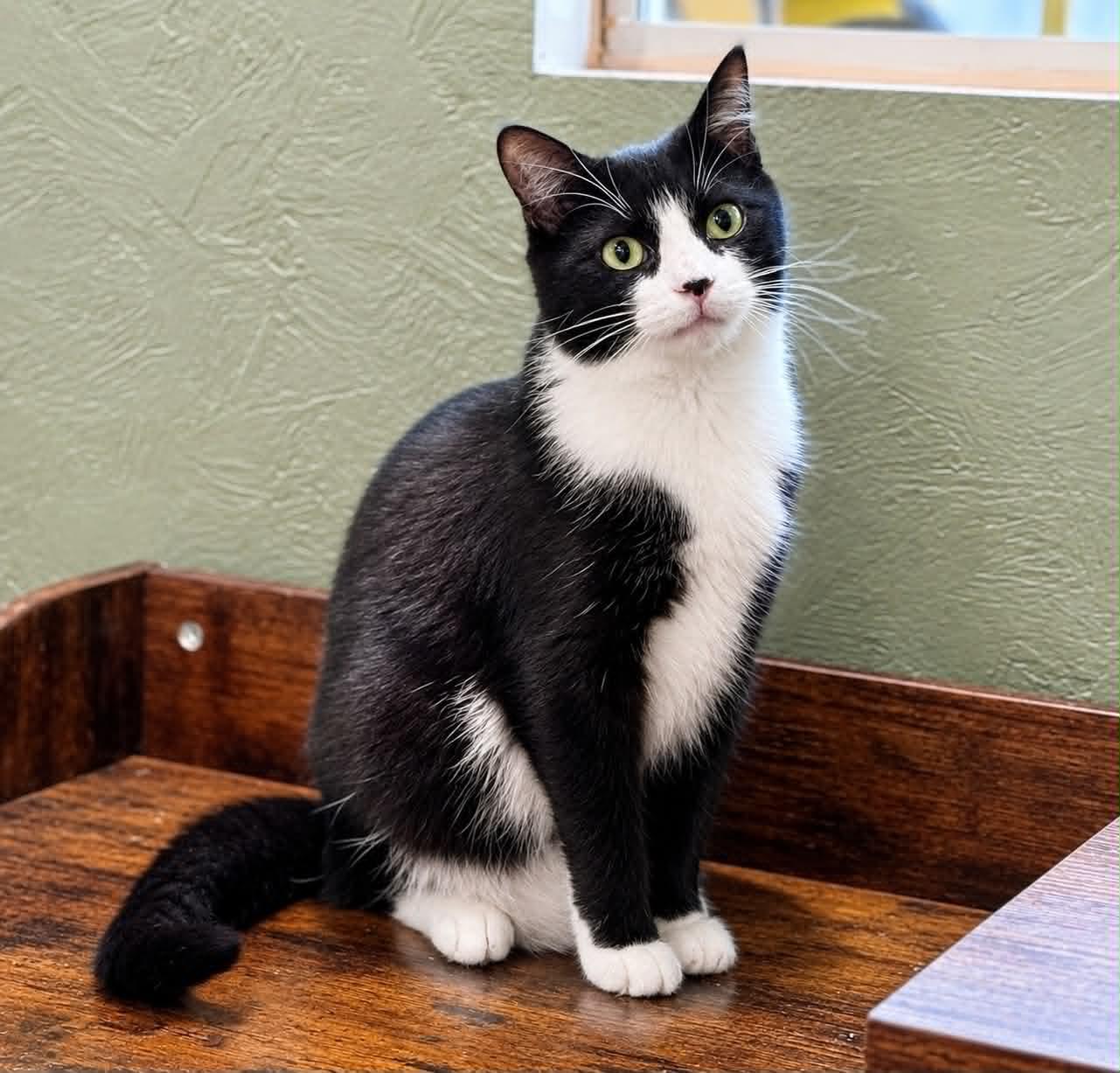 Enlarge Celexa, a Adoptable Domestic Short Hair in Rixeyville, VA image 2/2