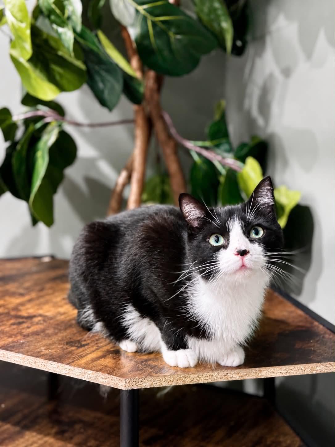 Celexa, Adoptable, Young Female Domestic Short Hair.