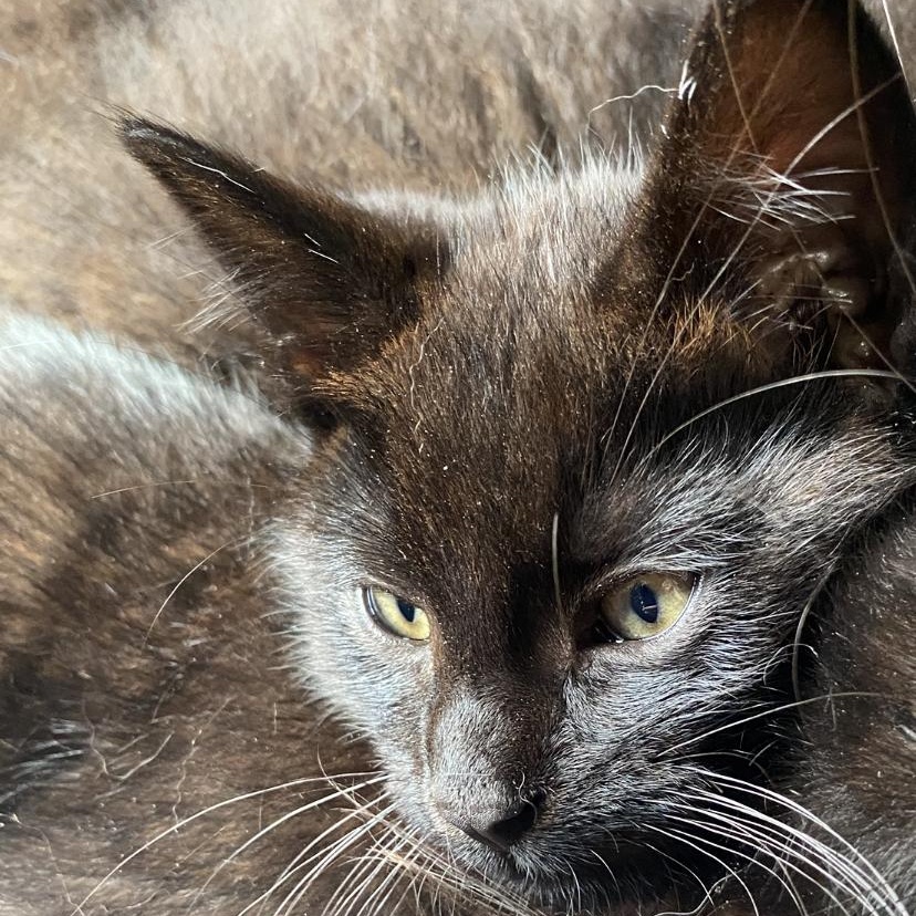Booyah, Baby Male Domestic Short Hair