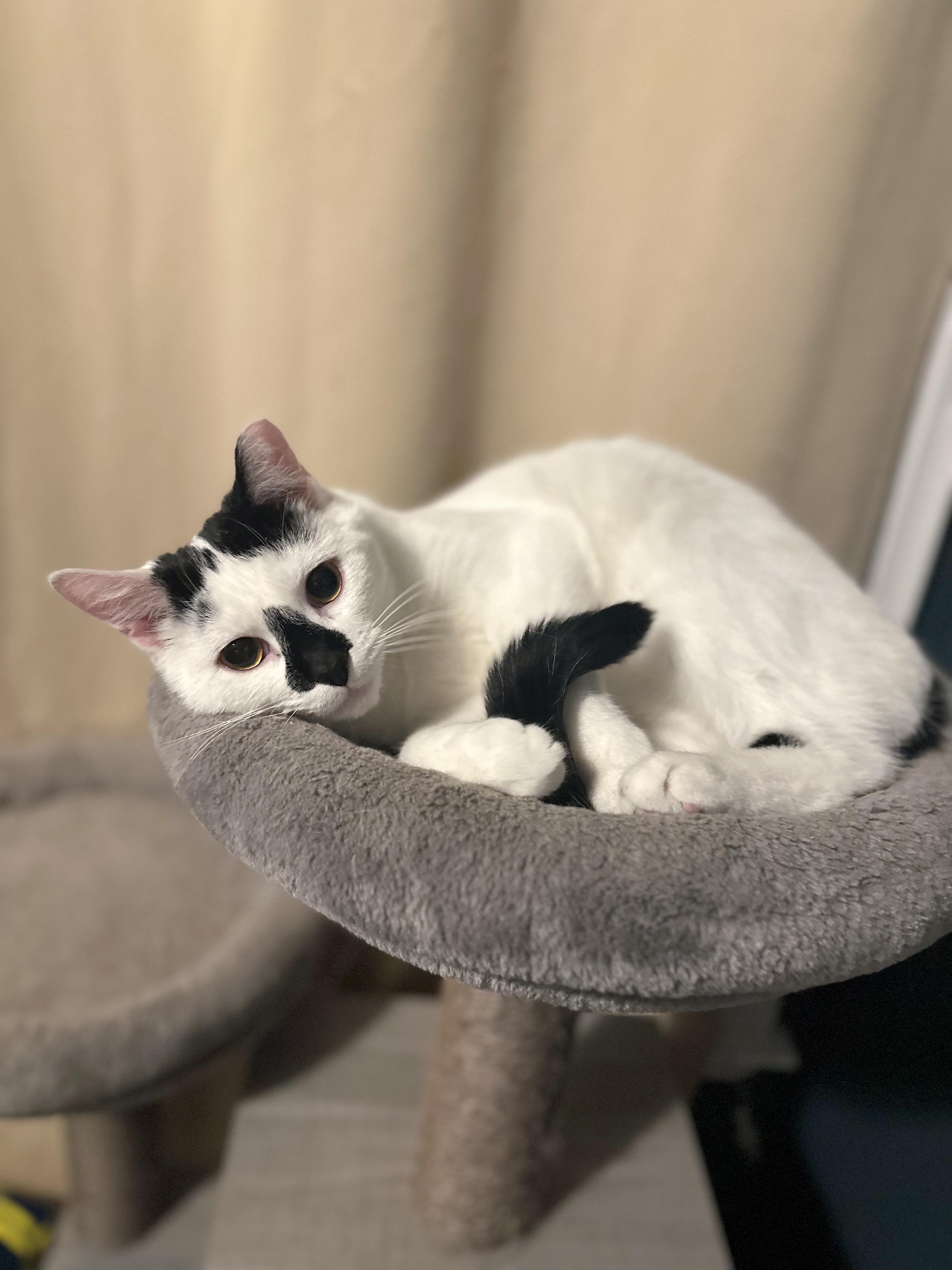 Enlarge Bisquit & Wolfrick (Bonded Pair), a ADOPTABLE Domestic Short Hair in Sterling Heights, MI image 2/3