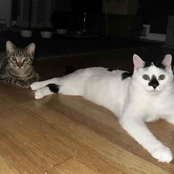 Bisquit & Wolfrick (Bonded Pair), ADOPTABLE, Young Male Domestic Short Hair.