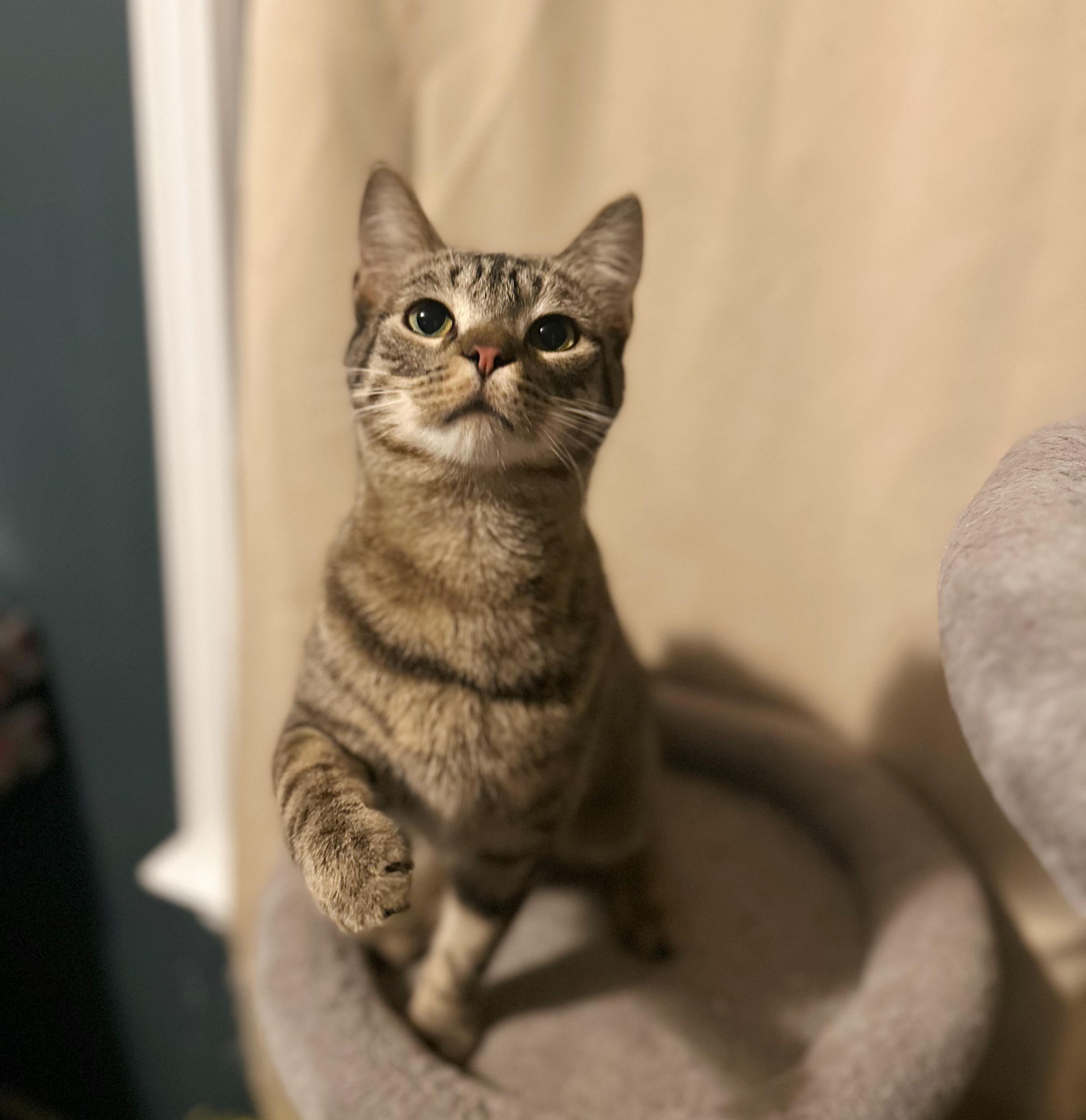 Enlarge Bisquit & Wolfrick (Bonded Pair), a ADOPTABLE Domestic Short Hair in Sterling Heights, MI image 3/3