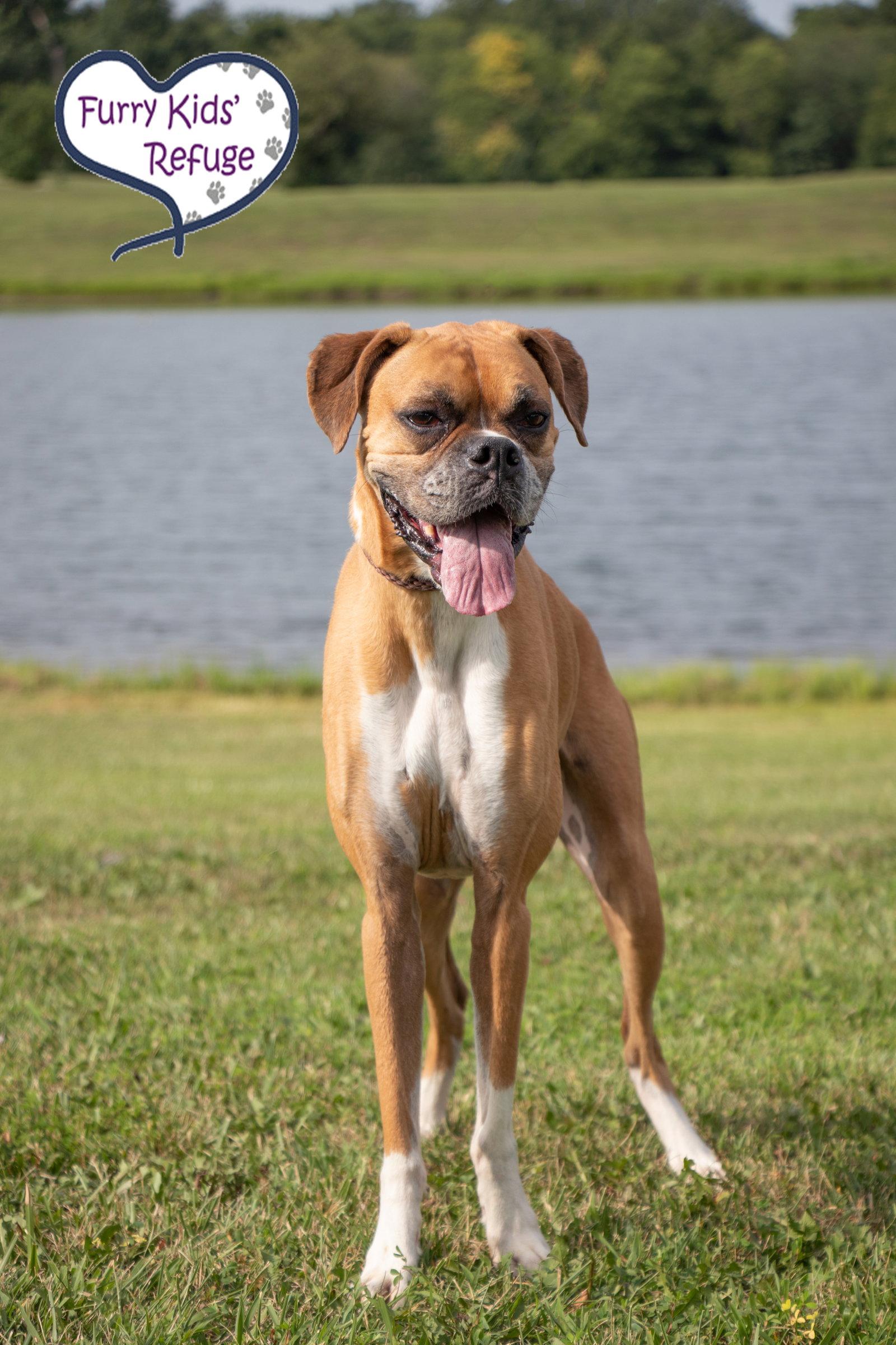 Savannah, Adoptable, Senior Female Boxer.