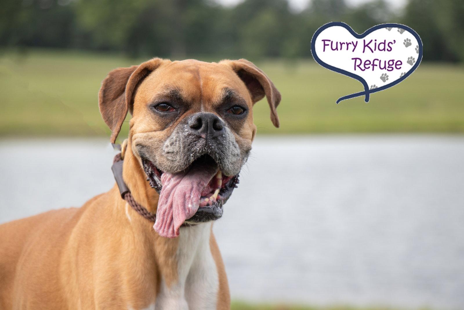 Savannah, a Adoptable Boxer in Lee's Summit, MO image 2/3