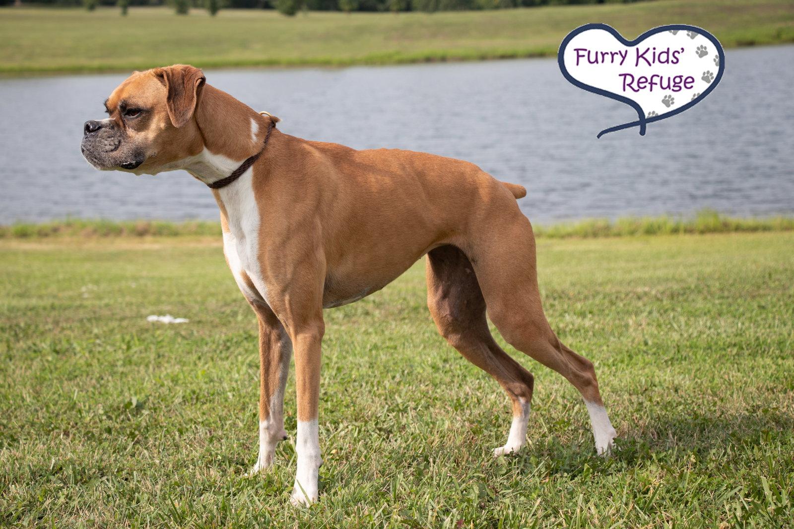 Savannah, a Adoptable Boxer in Lee's Summit, MO image 3/3