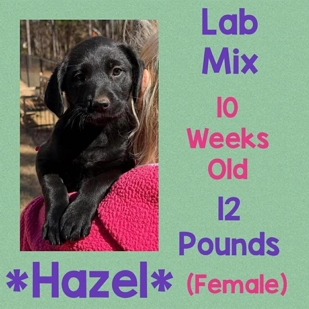 Enlarge Hazel, a Adopted mixed breed in Amherst, NY image 1/1