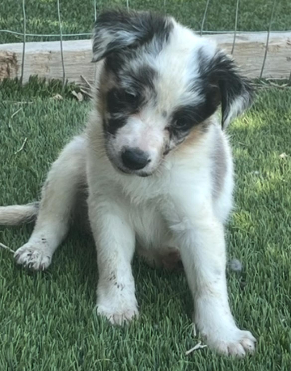 Stella, a Adoptable mixed breed in Longmont, CO image 2/2