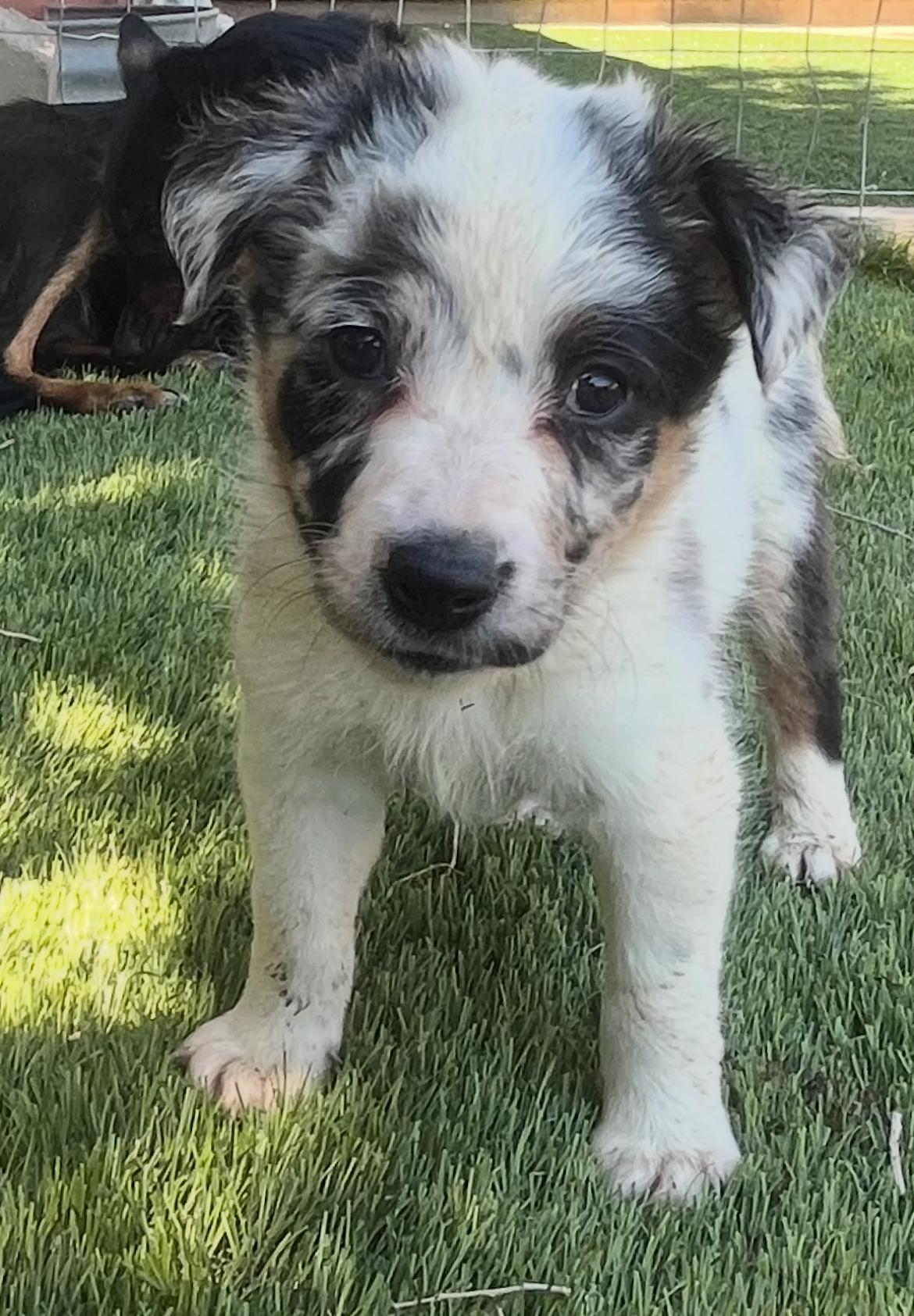 Stella, Adoptable, Puppy Female Australian Shepherd.