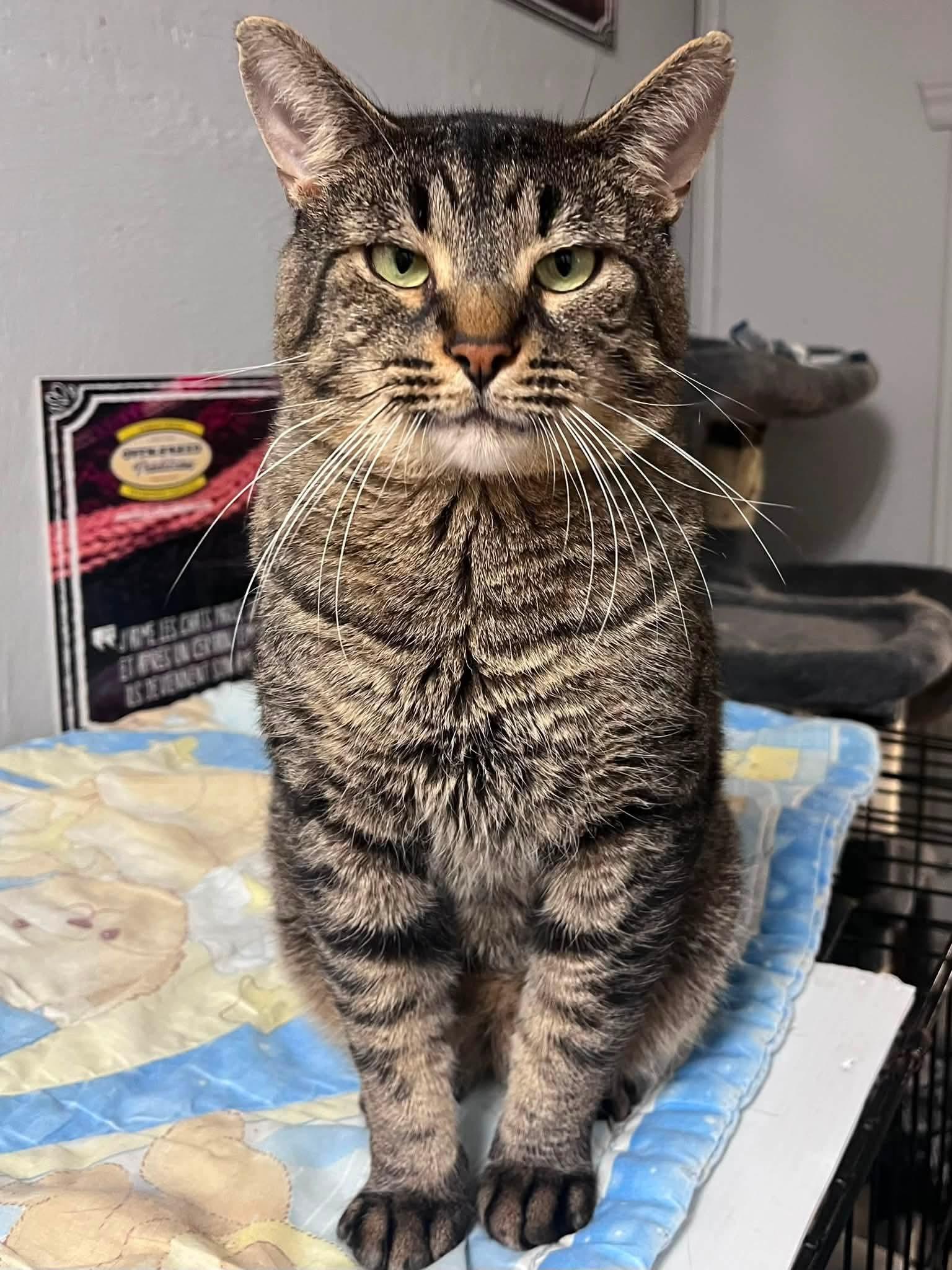 Minimousse, Adoptable, Adult Male Domestic Short Hair.