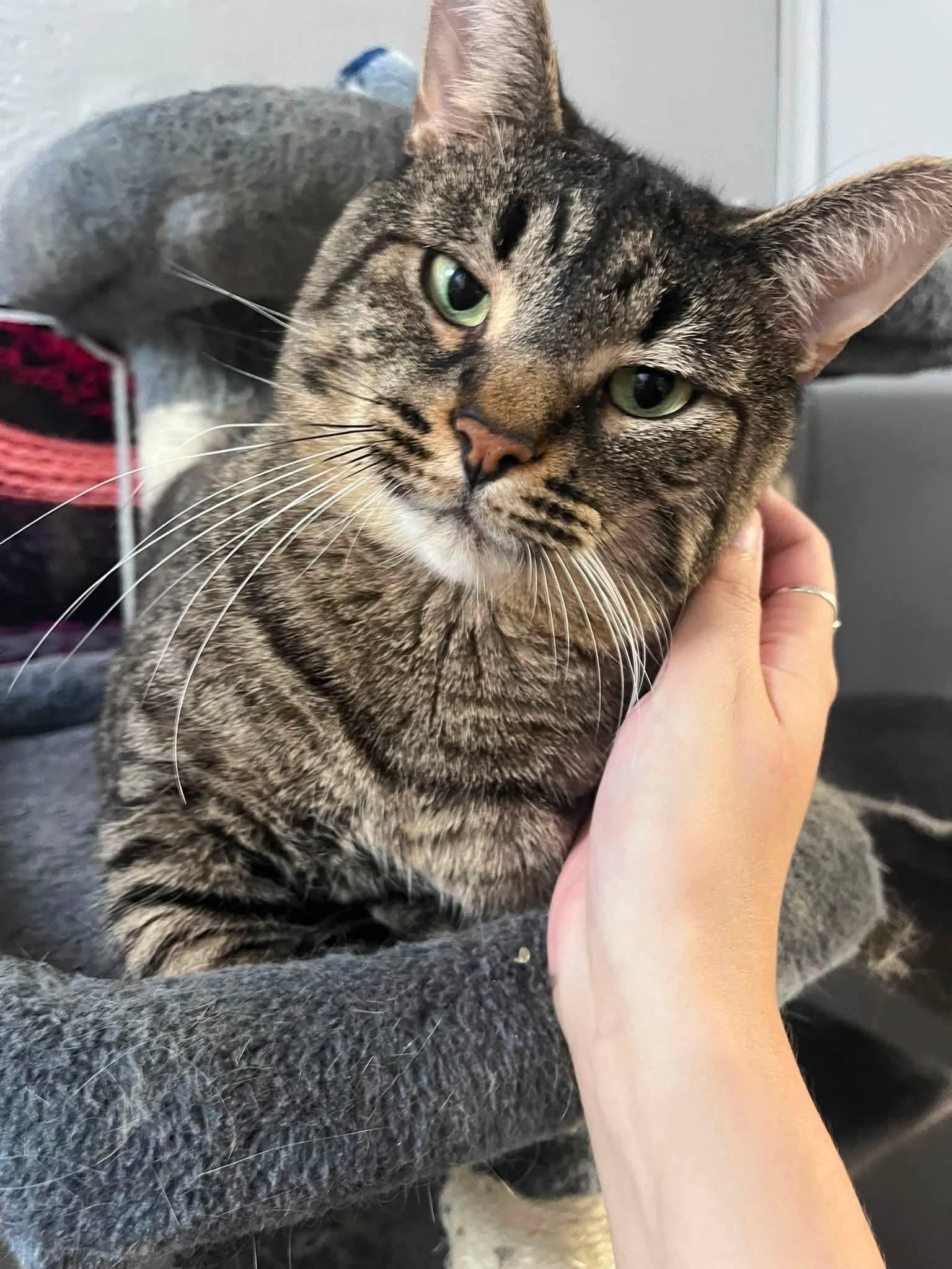Enlarge Minimousse, a Adoptable Domestic Short Hair in Montreal, QC image 2/2