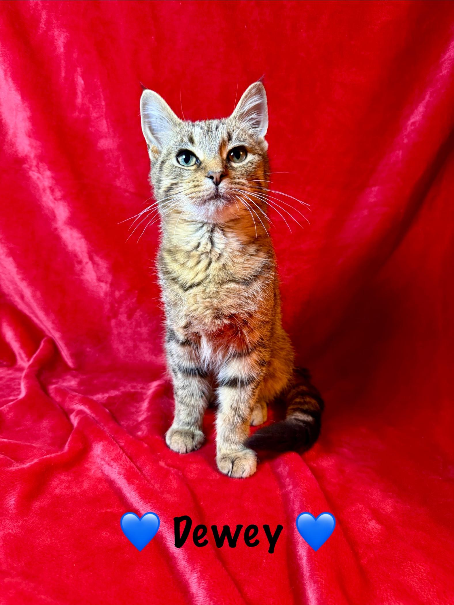 Dewey, an adopted Tabby in Copley, OH image 1/3