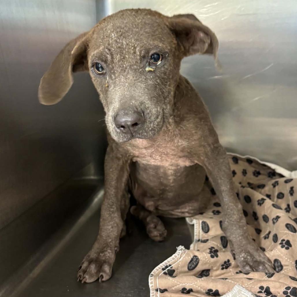 Enlarge Crumbl, a Adoptable Mixed Breed in Lake Jackson, TX image 1/1