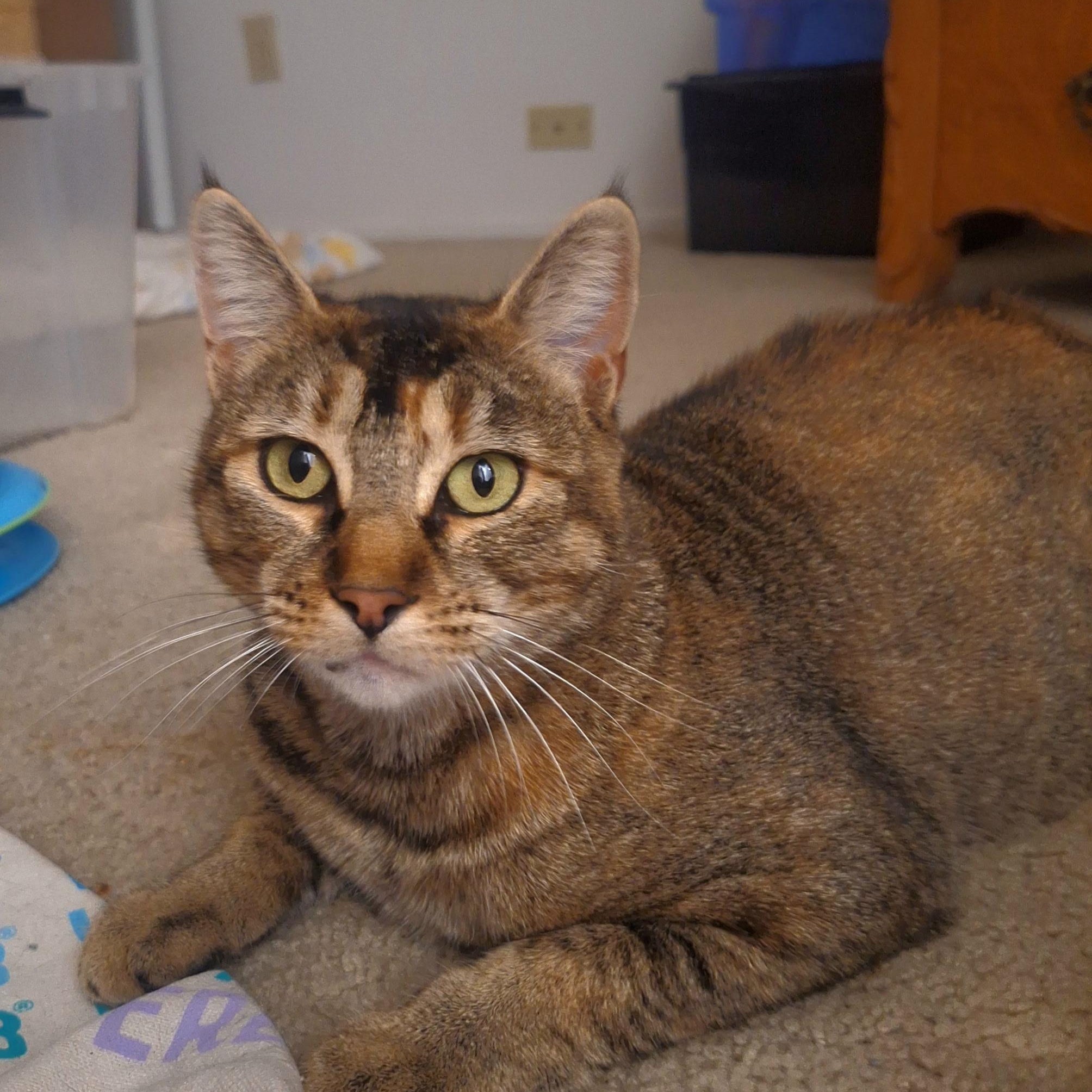 Enlarge Jolene, a Adoptable mixed breed in Sacramento, CA image 1/4