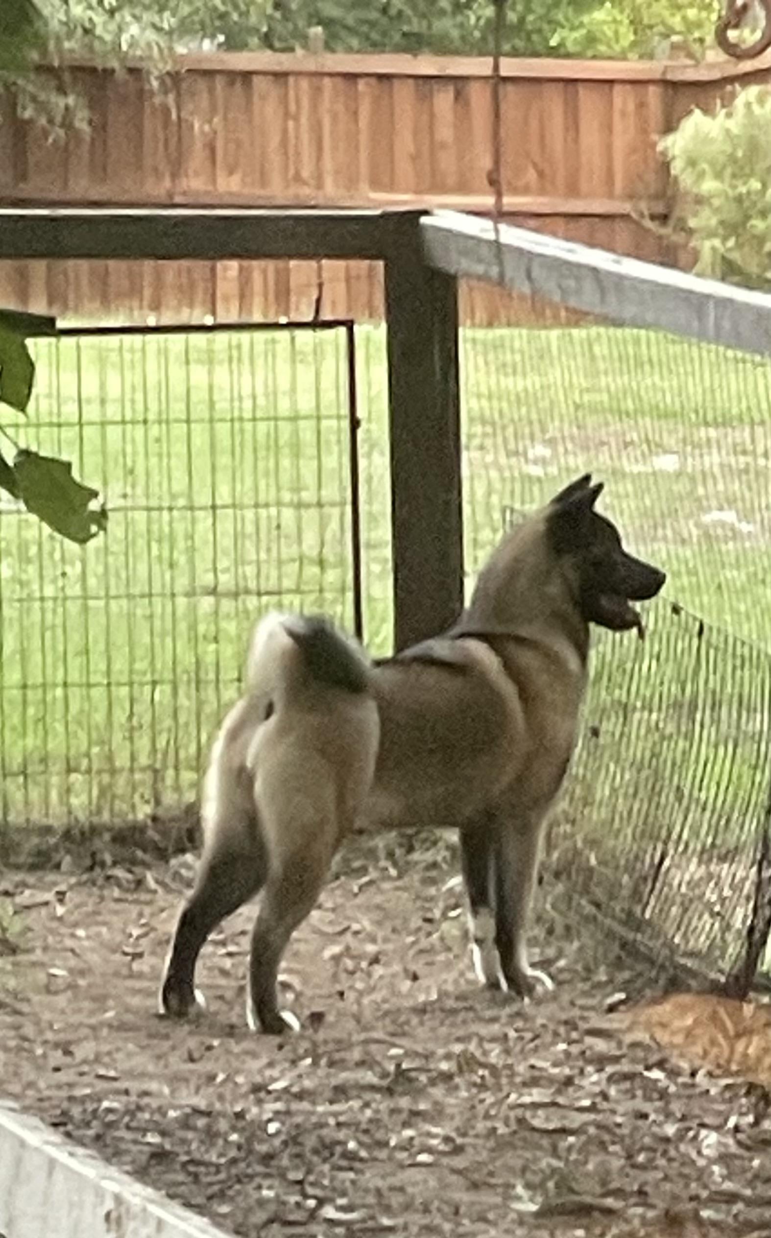 Gabbie, Adopted, Young Female Akita.