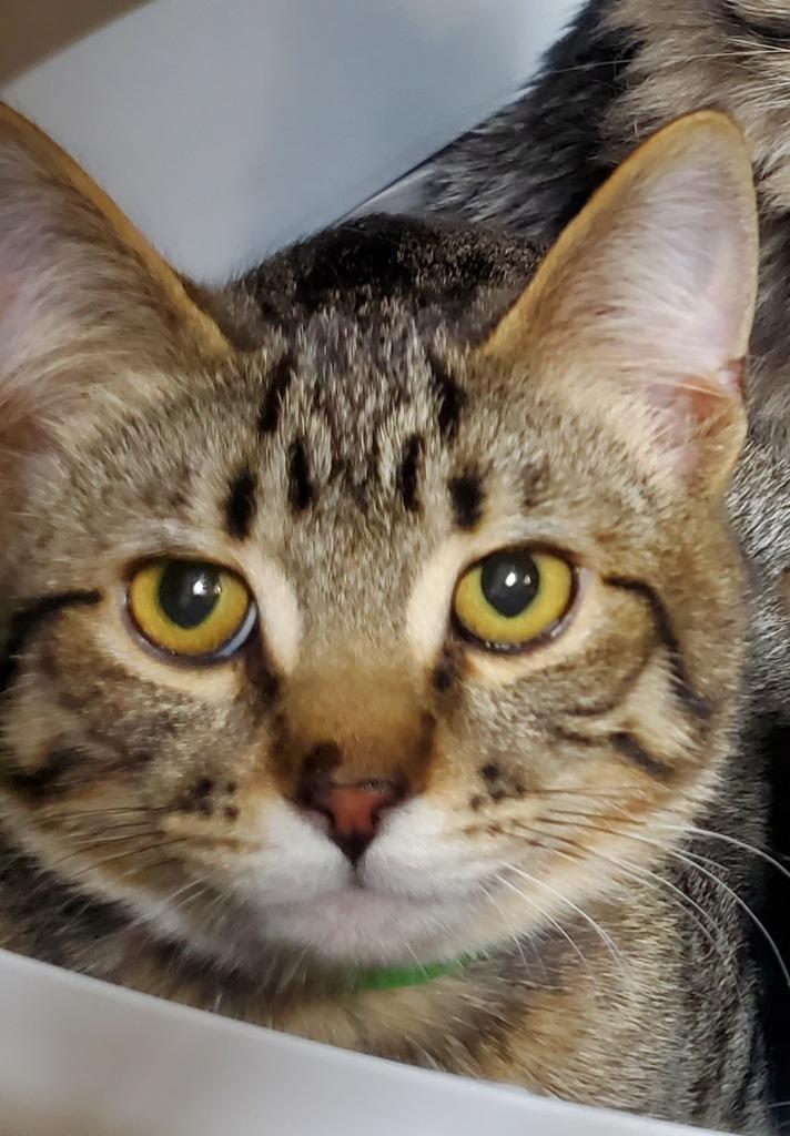 Willow, an adoptable Tabby in Cut Bank, MT, 59427 | Photo Image 1