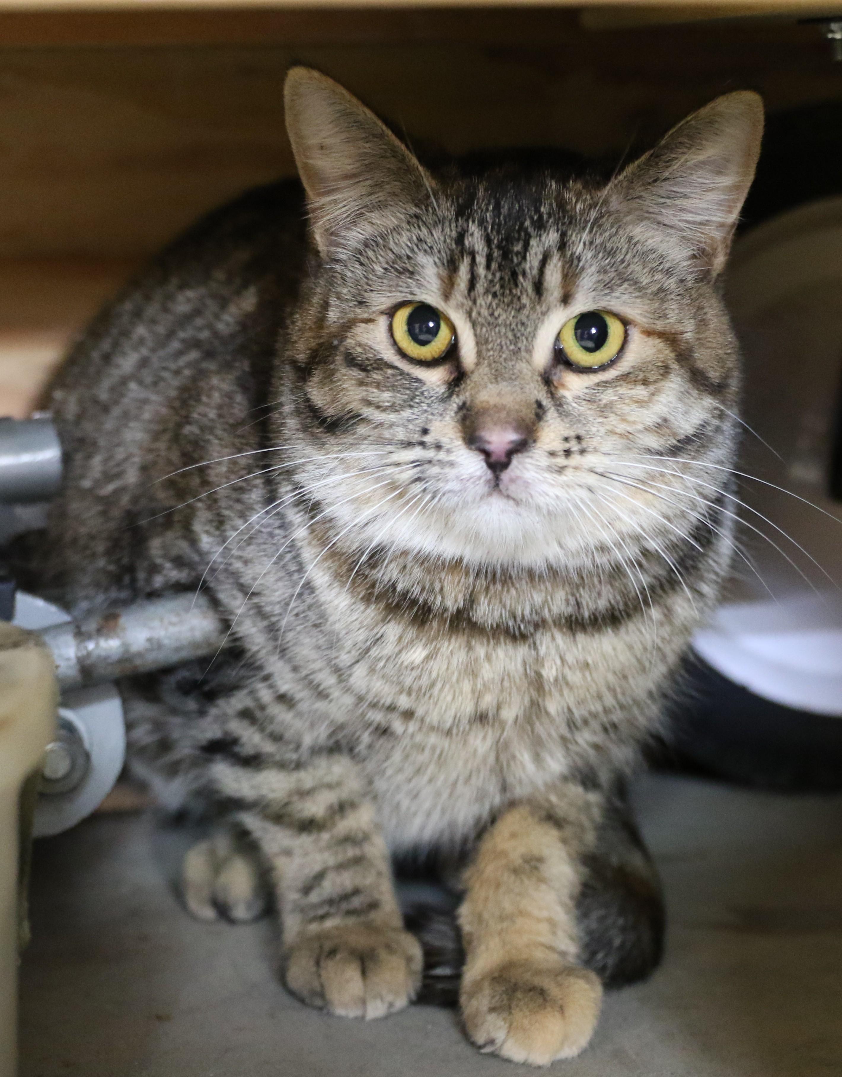 Willow, an adoptable Tabby in Cut Bank, MT, 59427 | Photo Image 6