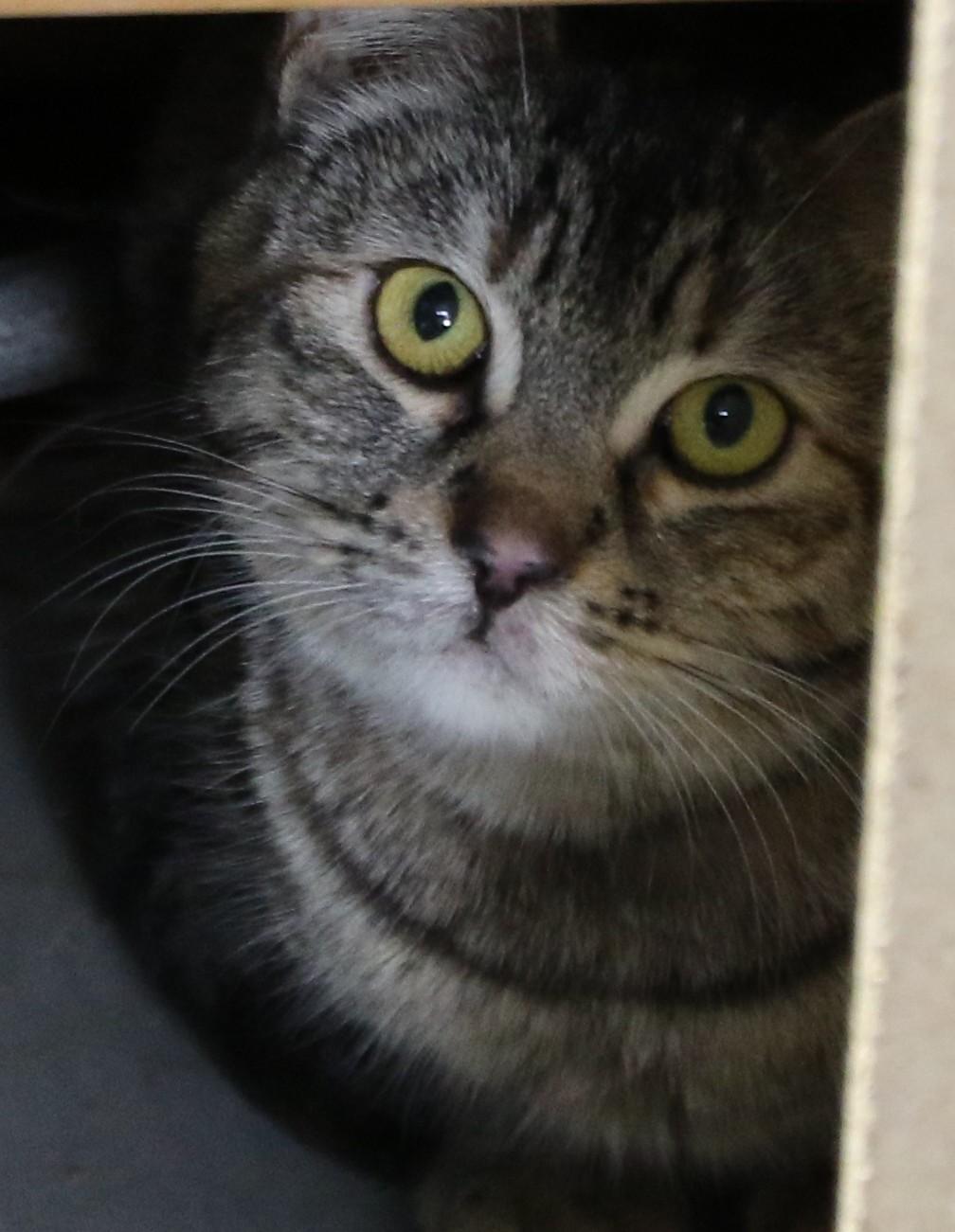 Willow, an adoptable Tabby in Cut Bank, MT, 59427 | Photo Image 5