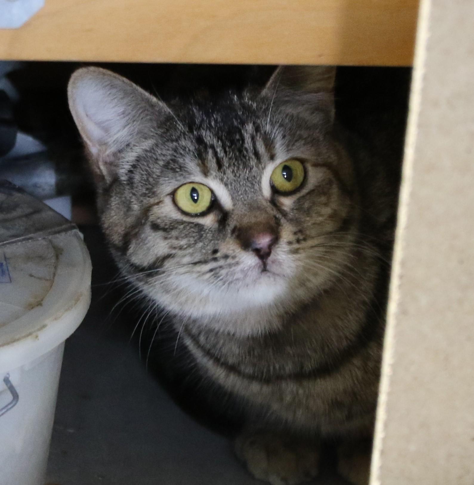 Willow, an adoptable Tabby in Cut Bank, MT, 59427 | Photo Image 4