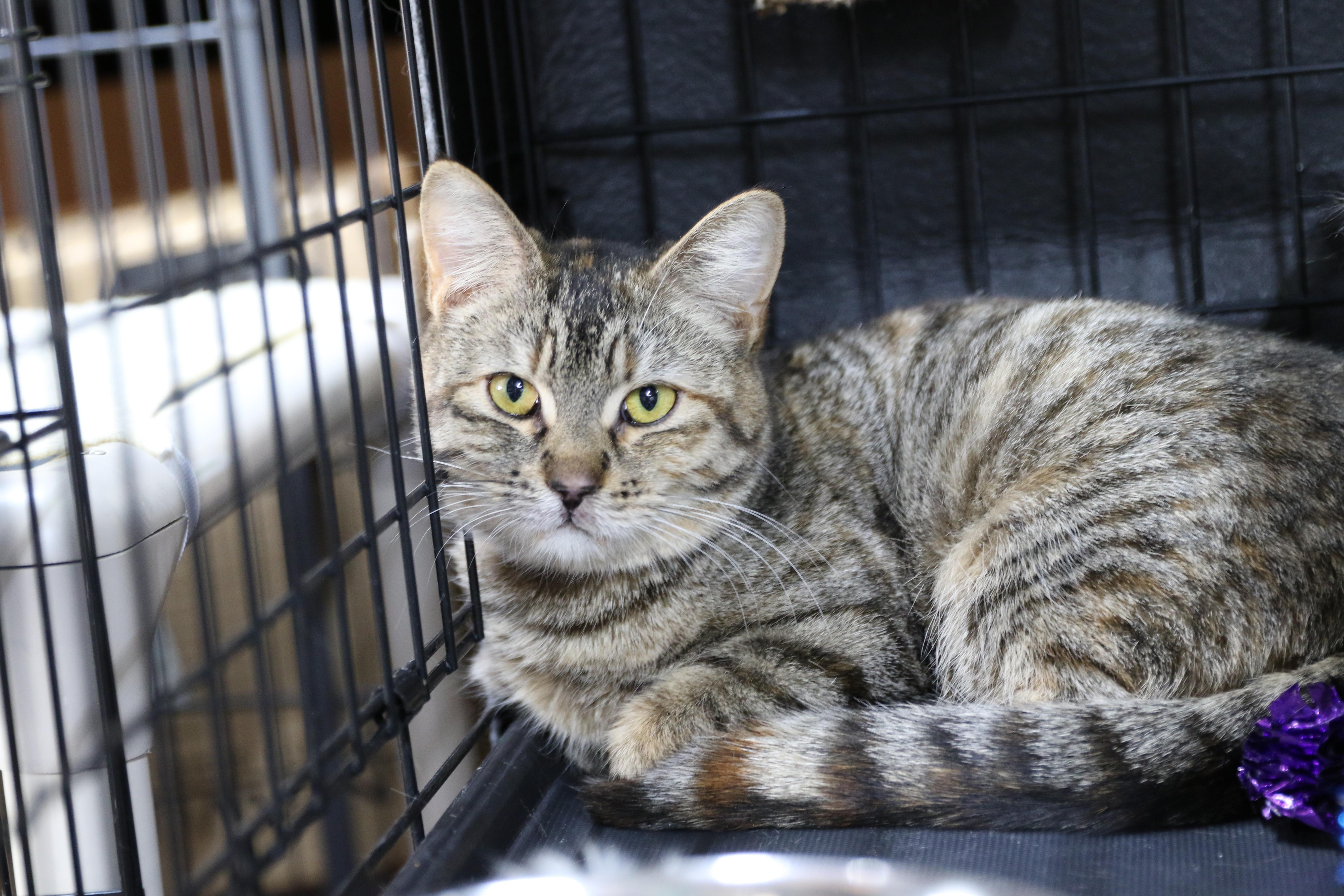 Willow, an adoptable Tabby in Cut Bank, MT, 59427 | Photo Image 3