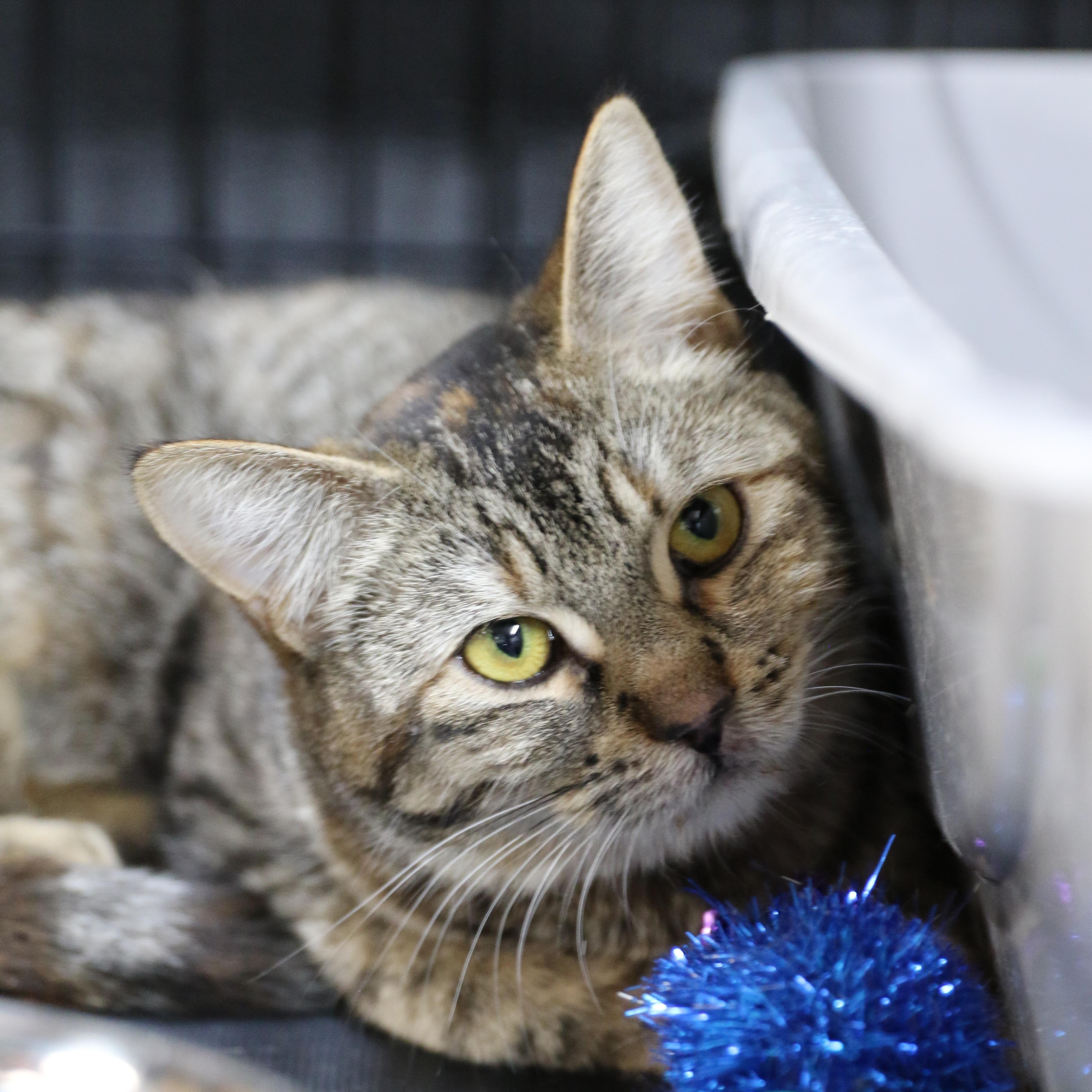 Willow, an adoptable Tabby in Cut Bank, MT, 59427 | Photo Image 2