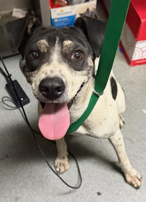 Phoebe, Adoptable, Young Female Shar-Pei & Australian Cattle Dog / Blue Heeler.