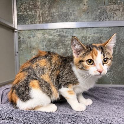 Tofu, Adoptable, Kitten Female Domestic Short Hair & Domestic Short Hair.