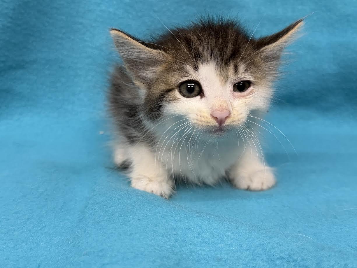 Mittens, ADOPTABLE, Young Female Domestic Medium Hair.