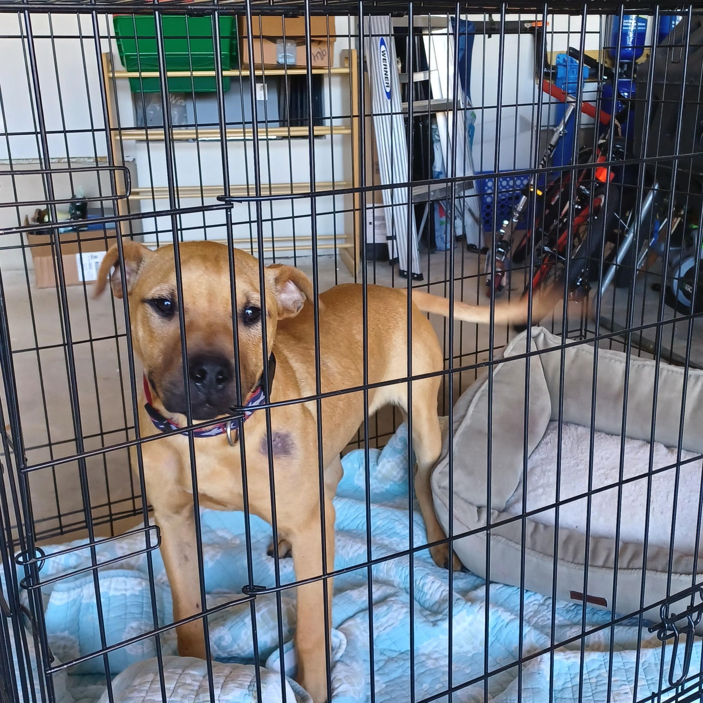 Enlarge Cooper, a Adoptable mixed breed in PENSACOLA, FL image 2/5